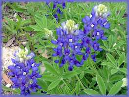 800_bluebonnet